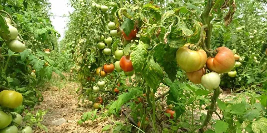 Yağışlar verimi etkiledi, hasat başladı! Kilosu 60 TL’den satılıyor 3